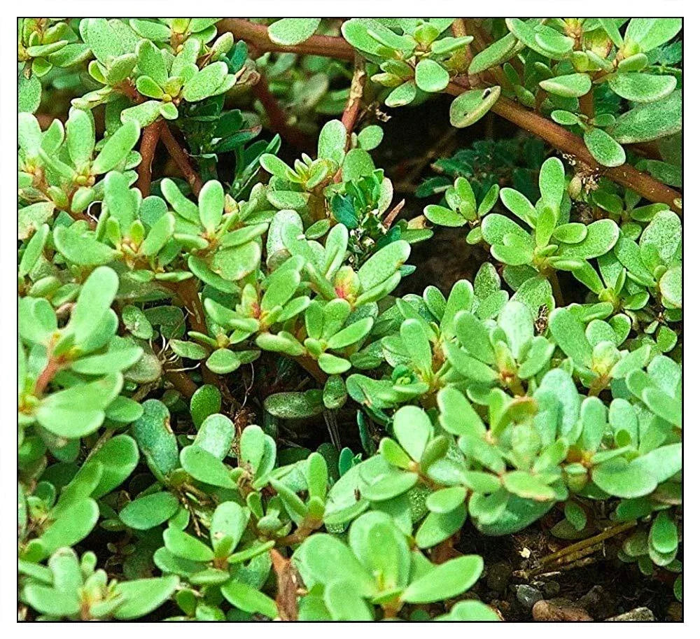 Purslane Seeds 1000 Count Non-GMO Green Garden Seeds Portulaca oleracea
