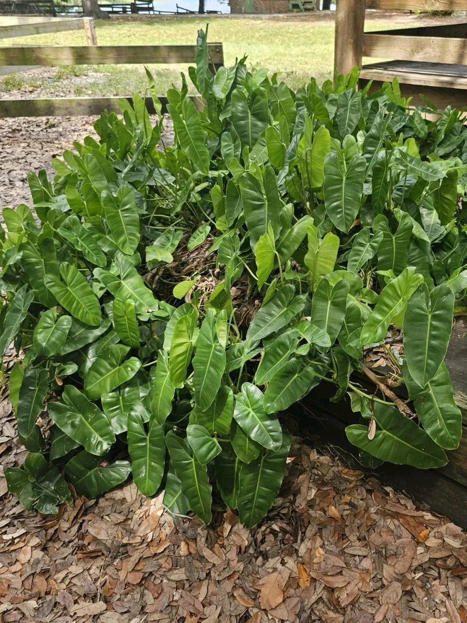 Philodendron Burle Marx Cutting with Roots & Multiple Nodes - Indoor & Outdoor Plant