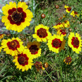 Coreopsis Seeds 300+ Dwarf Plains Yellow Annual Flower, Coreopsis tinctoria, Deer Resistant, Easy to Grow, Pollinator Attracting