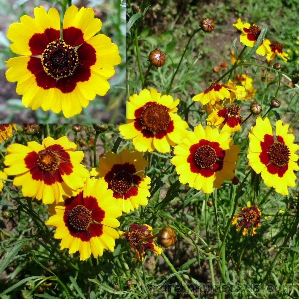 Coreopsis Seeds 300+ Dwarf Plains Yellow Annual Flower, Coreopsis tinctoria, Deer Resistant, Easy to Grow, Pollinator Attracting