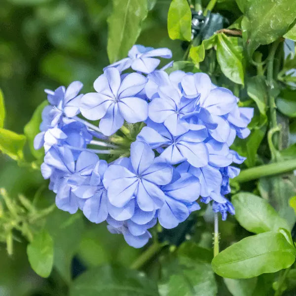 Cape Plumbago Seeds Sky Blue Packet of 50, Plumbago auriculata, Perennial Flower, Drought-Tolerant, Butterfly Attracting