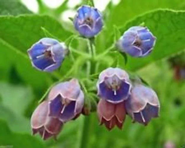 Comfrey Seeds 10 Pack Symphytum Officinale Healing Herb Perennial Garden Plant