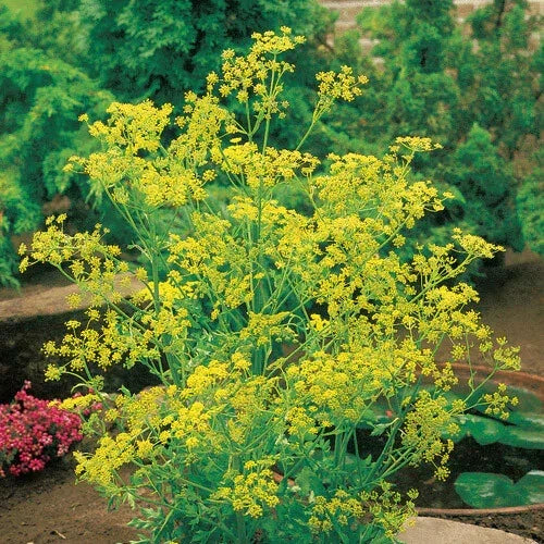 Bouquet Dill Seeds Pack of 500 | Heirloom Non-GMO Anethum graveolens Herb Seeds for Culinary & Garden