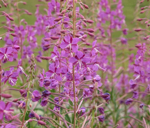 Fireweed Seeds Bulk 1,000 Epilobium angustifolium Wildflower Seeds for Gardening & Landscaping