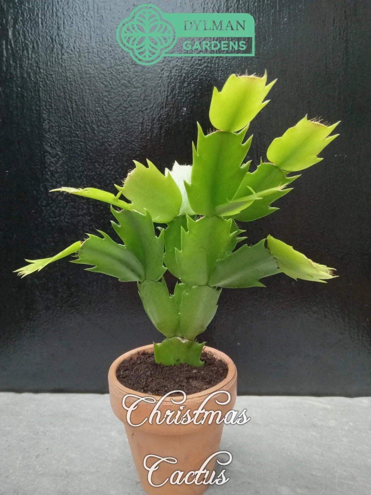 Christmas Cactus Live Plant 2-4 inches – Schlumbergera x buckleyi – Holiday Houseplant with Vibrant Green Foliage