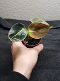 Philodendron Melanochrysum Houseplant in 2-Inch Pot, Dark Green Foliage with Golden Veins, Rooted Indoor Plant