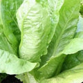 Parris Island Romaine Lettuce Seeds - Non-GMO Heirloom Garden Seeds for Salad & Cooking | Lactuca sativa
