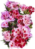 Dwarf Godetia Seeds - Farewell to Spring Clarkia amoena Flower Seeds