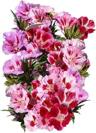 Dwarf Godetia Seeds - Farewell to Spring Clarkia amoena Flower Seeds