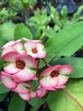 Variegated Crown of Thorns Cutting - Euphorbia milii Hybrid Succulent Plant, Indoor/Outdoor, Drought Tolerant
