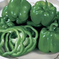Premium California Bell Pepper Seeds - Capsicum annuum, Sweet, Vibrant Colors, 50 Seeds, Easy to Grow, Home Garden, Container Planting