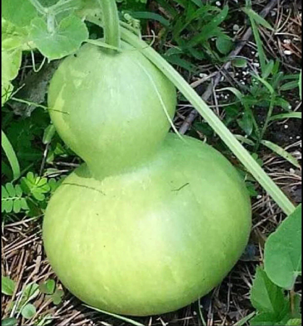 Birdhouse Gourd Seeds - Calabash Asian Buddha Squash Cucurbita Lagenaria siceraria for Crafting & Garden