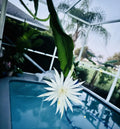 Epiphyllum Orchid Cactus Cuttings 10 Inches Rooted Epiphyllum hookeri Indoor Houseplant, Succulent Decor