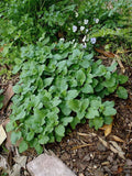 Lemon Balm Live Plants 10 Pack, Melissa officinalis, Fresh Herb for Garden & Indoor, Well-Rooted, Priority Shipping