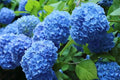 Blue Hydrangea Plant Cutting 3-8" Tall Fully Rooted Live Plant Hydrangea macrophylla