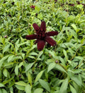 Chocolate Cosmo Live Starter Plug Plant - Cosmos atrosanguineus with Dark Brown Flowers, Drought-Tolerant, Full Sun to Partial Shade