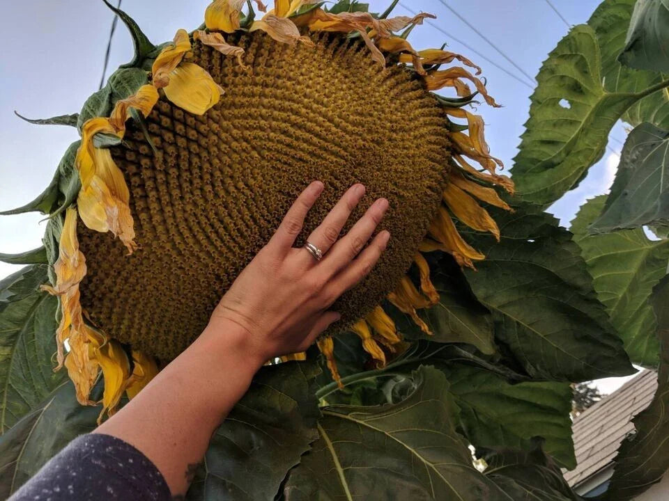 Mammoth Grey Stripe Sunflower Seeds - Large Helianthus annuus for Tall, Giant Blooms, Garden Planting, Pollinator Attractant, 10+ Seeds