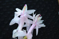 Christmas Cactus Starter Plant - Angel Kisses - Schlumbergera Truncata - Well Rooted Cactus for Home & Garden Decor
