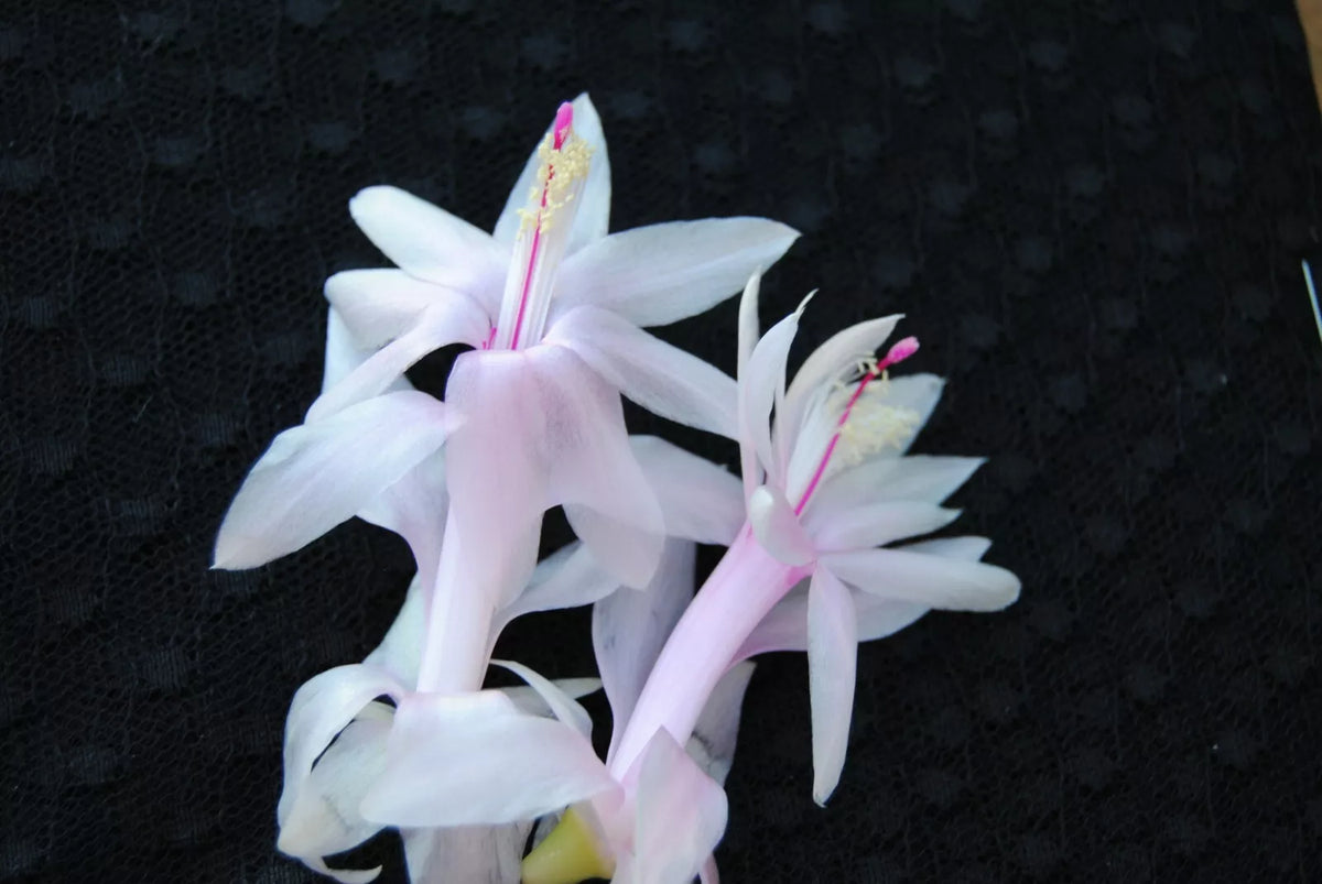 Christmas Cactus Starter Plant - Angel Kisses - Schlumbergera Truncata - Well Rooted Cactus for Home & Garden Decor