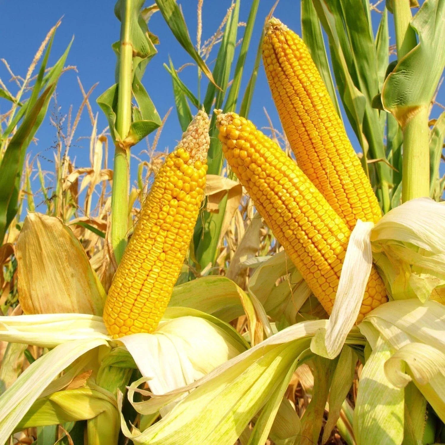 Reid's Yellow Dent Field Corn Seeds – High Yielding Zea mays Grain & Feed, Open-Pollinated, Non-GMO, 20+ Seeds