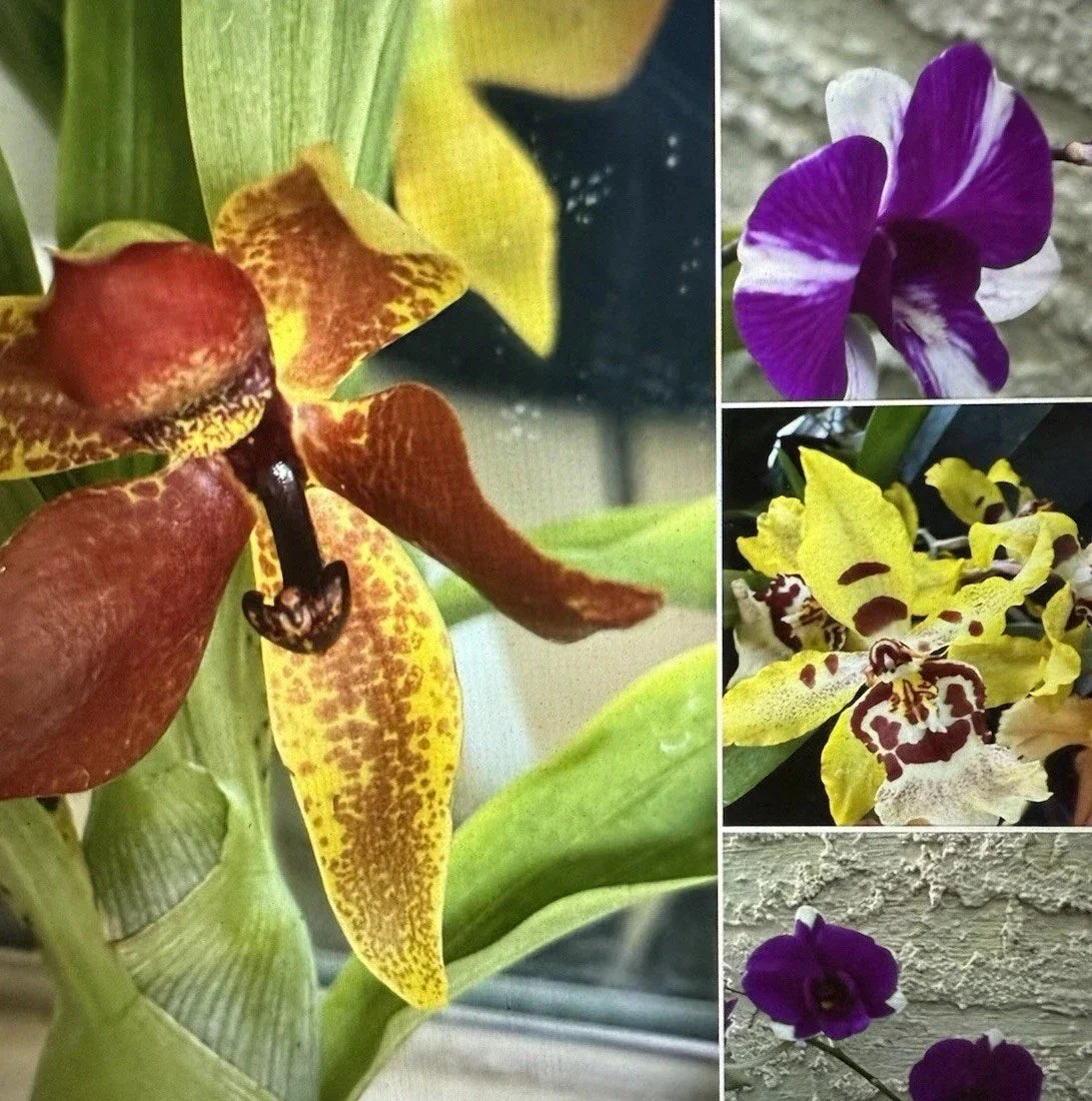Mixed Orchid Bulb Collection - 10 Premium Divisions for Indoor Gardening - Orchidaceae Epiphytic & Terrestrial