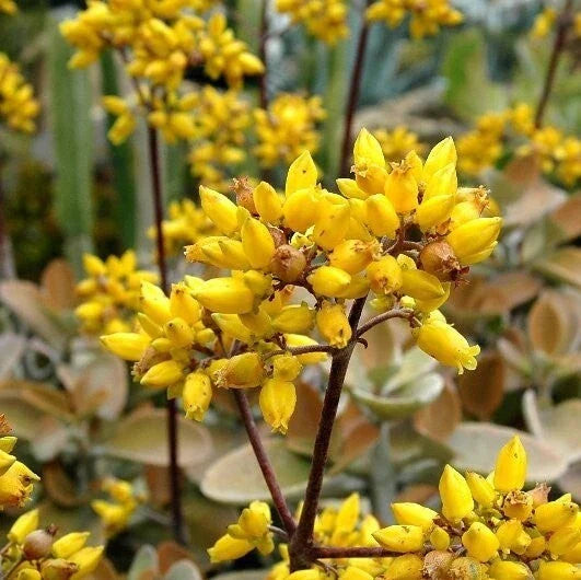 Kalanchoe 'Copper Spoons' 4-Inch Bare Root Succulent with Bronze Velvet Leaves, Kalanchoe tomentosa
