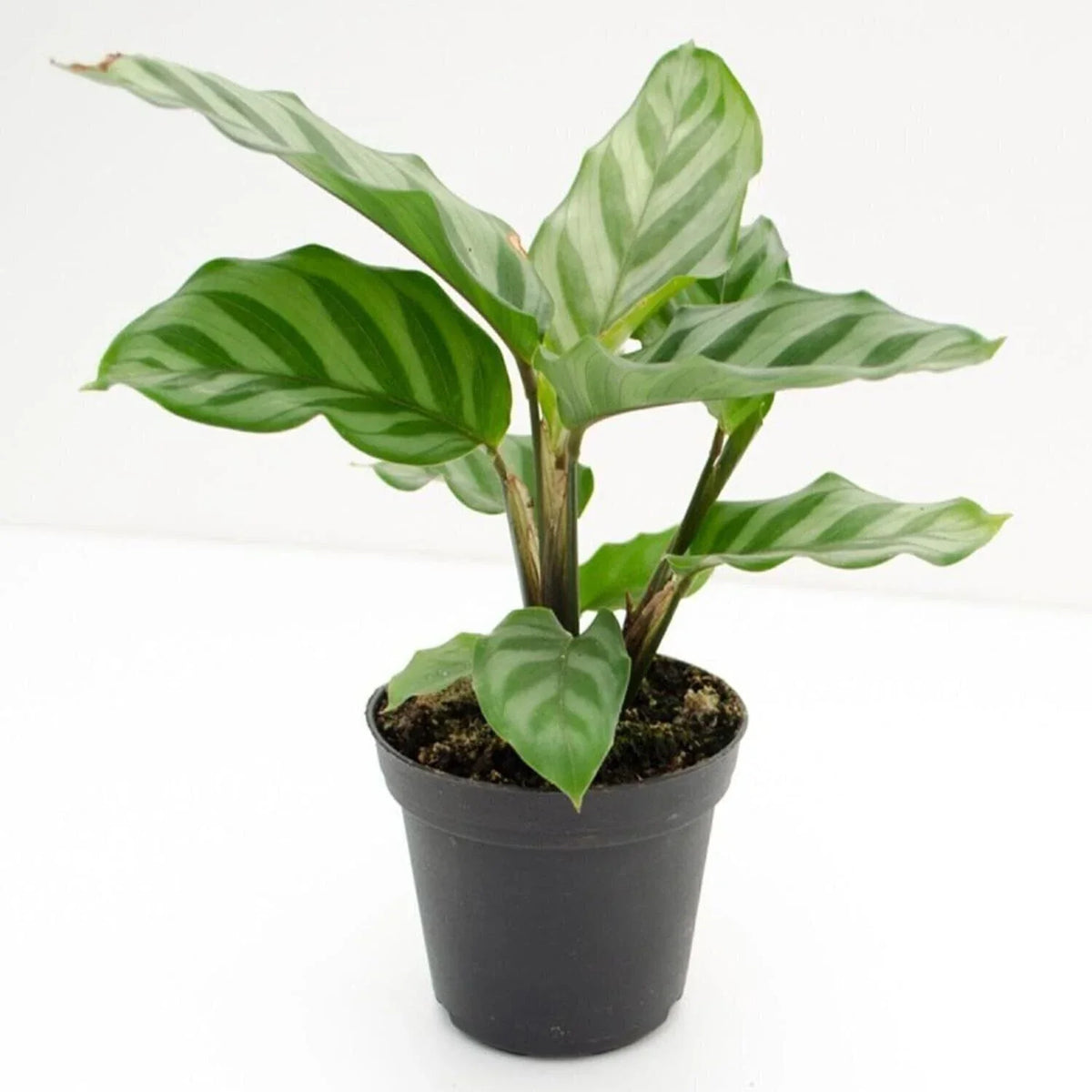 Calathea Freddie Live Rooted Starter House Plant | Easy Care Indoor Calathea lancifolia
