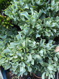Ripple Jade Cuttings 3 Pack | Ruffle Jade Succulent Crassula arborescens subsp. undulatifolia for Propagation
