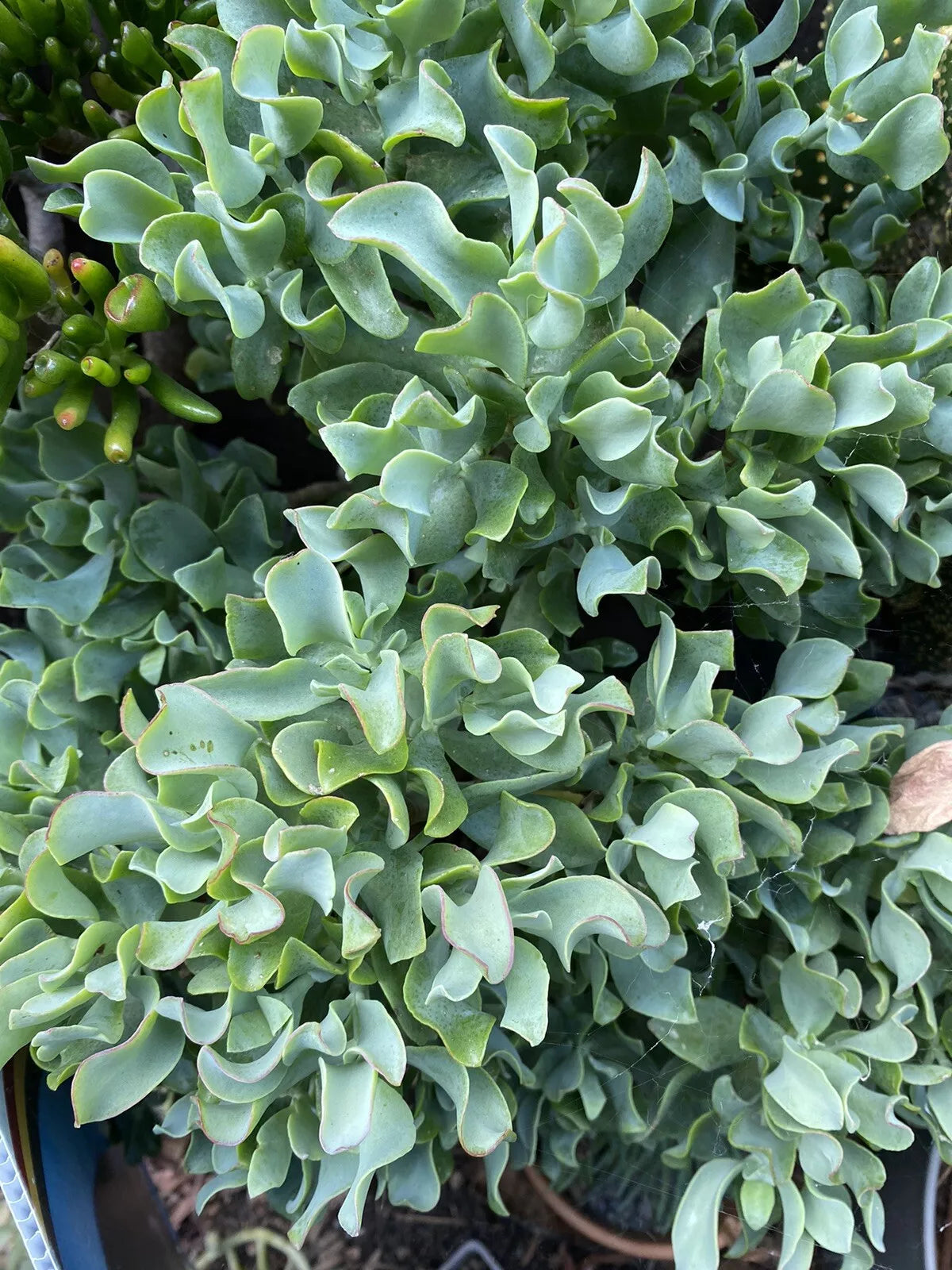 Ripple Jade Cuttings 3 Pack | Ruffle Jade Succulent Crassula arborescens subsp. undulatifolia for Propagation