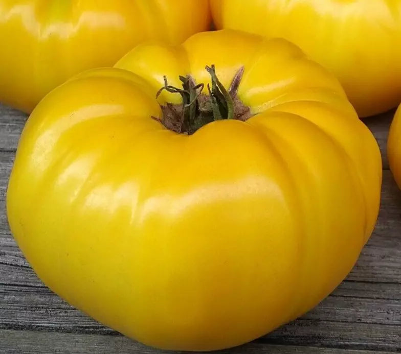 Yellow Brandywine Tomato Seeds – Indeterminate Heirloom Vegetable Seeds, 100+ Solanum lycopersicum, Juicy Beefsteak Variety