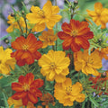 Ladybird Cosmos Seeds - 200+ Pack for Garden Planting - Cosmos bipinnatus Flower Seeds for Borders & Containers