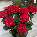 Heart Throb Hydrangea Starter Plant in 4-Inch Pot, Blood Red Blooms, Hydrangea macrophylla, Well-Rooted Garden Shrub