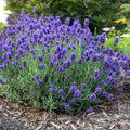 Lavender Flower Seeds - 20 Fresh Purple Blooms - Lavandula angustifolia - Drought-Tolerant Perennial for Gardens & Pots