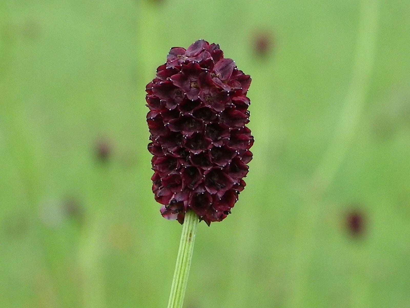 Salad Burnet Seeds - 90+ Non-GMO Sanquisorba minor 'Little Angel' Culinary Herb for Salads & Garnishes