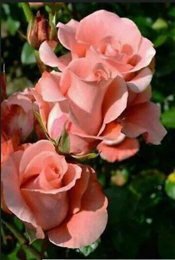 Salmon Rose Seeds - Perennial Bush Shrub Seeds for Garden, Borders, and Pots - Rosa spp.