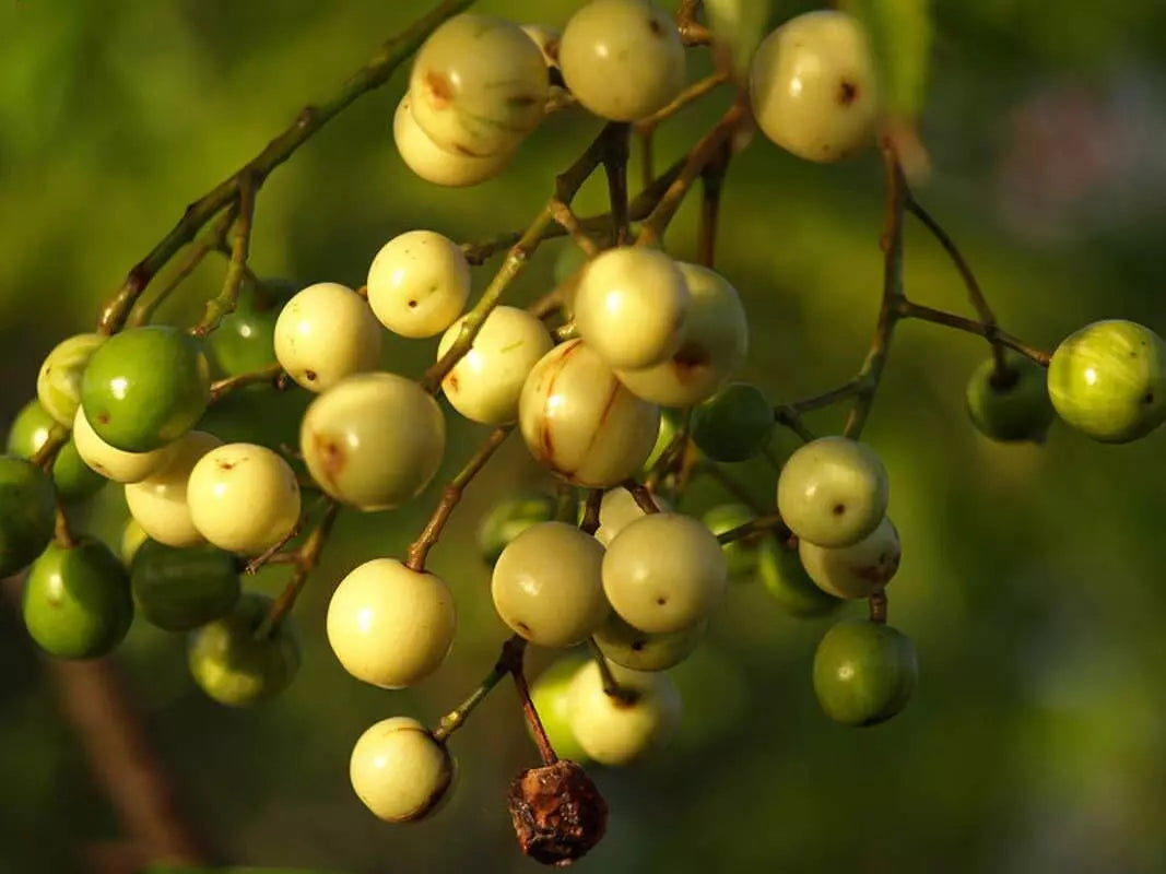 Chinaberry Tree Seeds 20 Pack - Melia Azedarach - Garden Planting Seeds for Shade & Wildlife Attraction