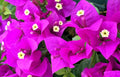 Bougainvillea Starter Plant - Small Well-Rooted Elizabeth Angus Variety - Rare Vibrant Colorful Blooms - Bougainvillea 'Elizabeth Angus'
