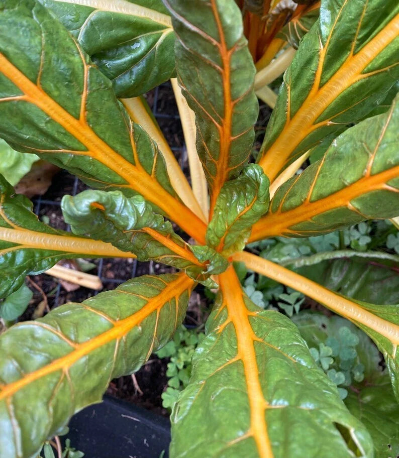 Orange Fantasia Swiss Chard Seeds - Heirloom Non-GMO Vegetable Seeds for Home Gardening, Bright Orange Stems, 100 Pack
