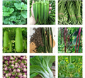 Non-GMO Heirloom Vegetable Seeds Bundle - 10 Varieties Organic Gardening Essentials for Home Gardeners