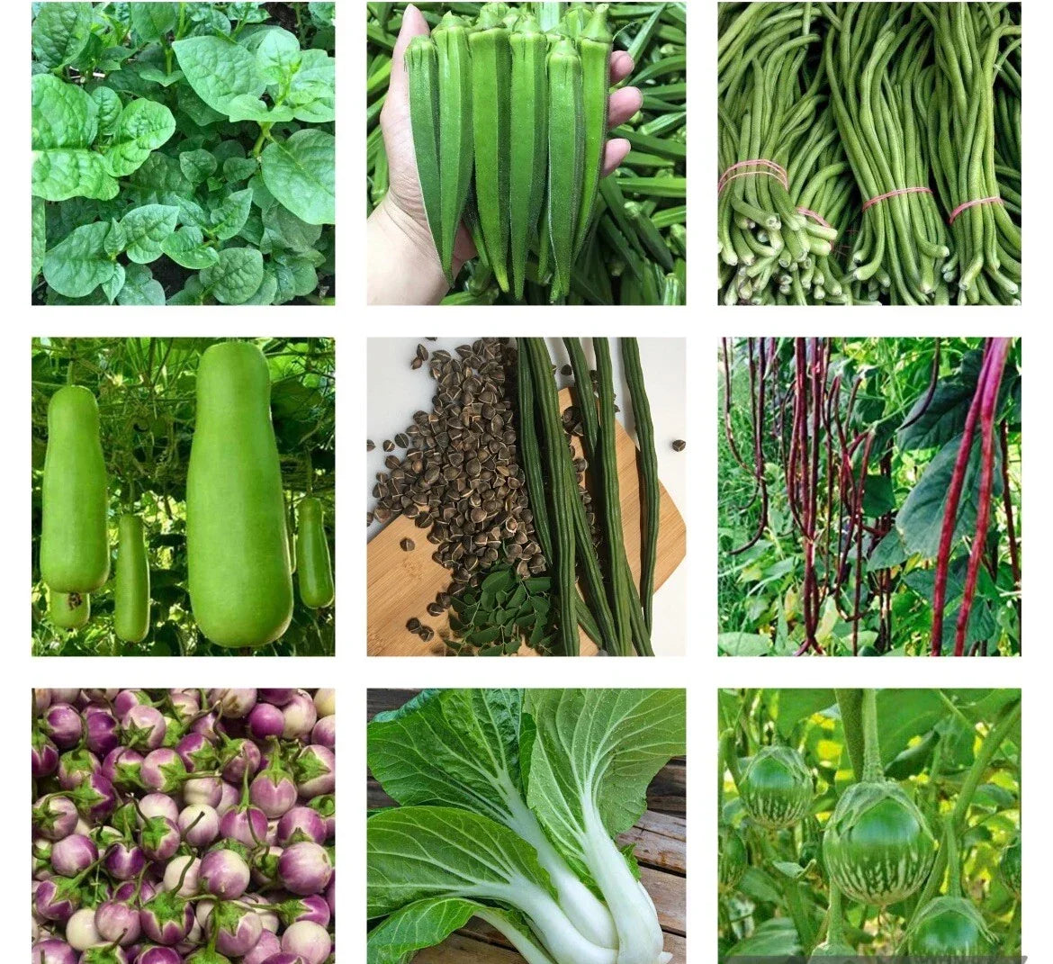 Non-GMO Heirloom Vegetable Seeds Bundle - 10 Varieties Organic Gardening Essentials for Home Gardeners