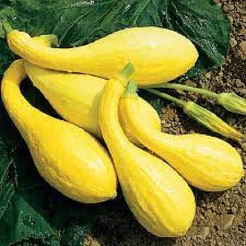 Organic Crookneck Yellow Squash Seeds – Heirloom Cucurbita pepo, Bush-Type, Full Sun, Non-GMO, Pack of 50 Seeds