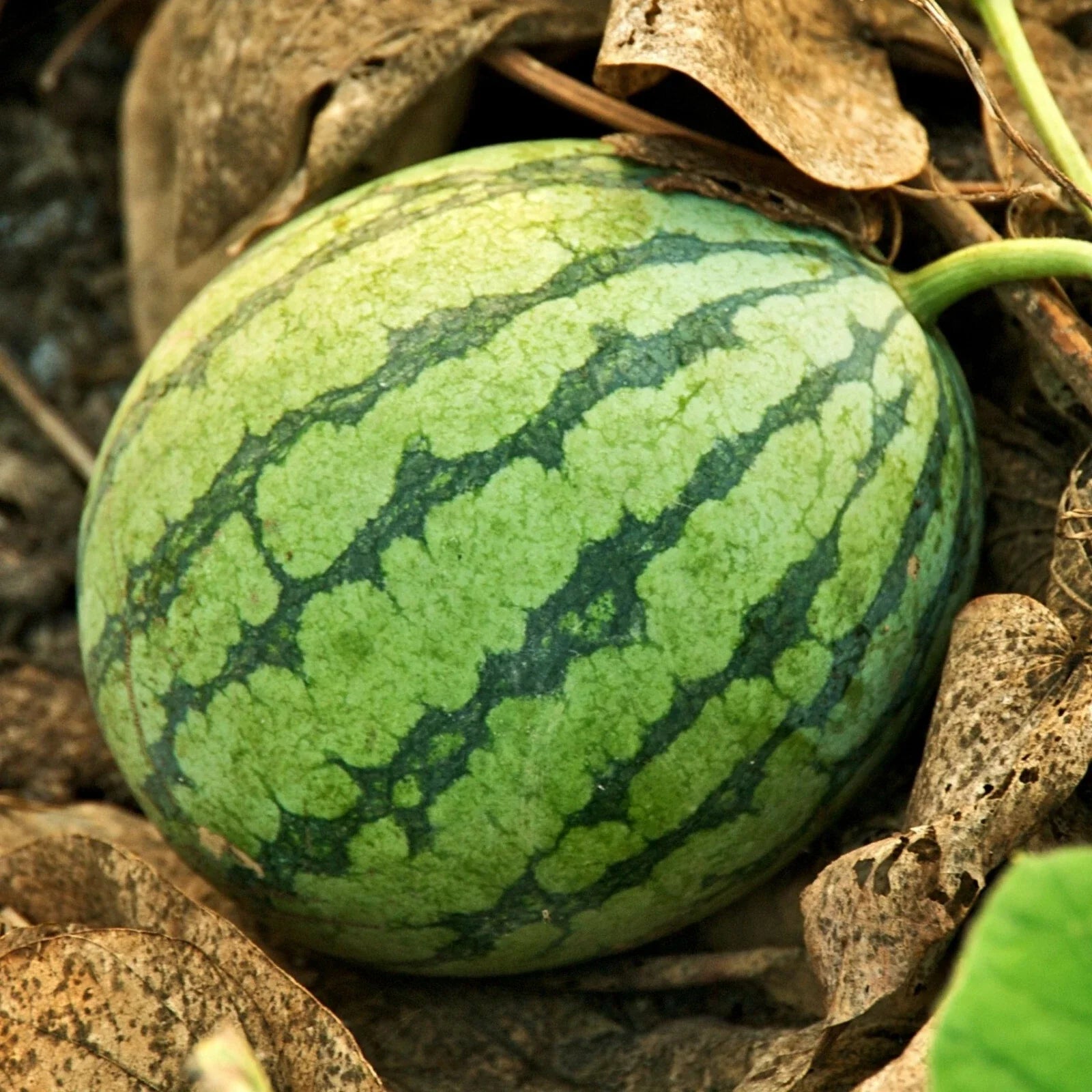 Crimson Sweet Watermelon Seeds – Medium-Large Juicy Red Fruit, Citrullus lanatus, Open-Pollinated, Summer Garden Planting