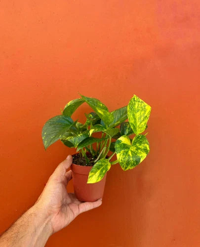 Hawaiian Pothos Live Plant in 4" Pot | Epipremnum aureum | Trailing Vine Indoor Houseplant