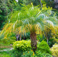 15 Pygmy Date Palm Seeds Dwarf Phoenix roebelenii Indoor Houseplant Easy Care Gardening Supplies