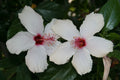 Unrooted White Hibiscus Stems 8" Cuttings Hibiscus rosa-sinensis Tropical Bush Shrub Tree