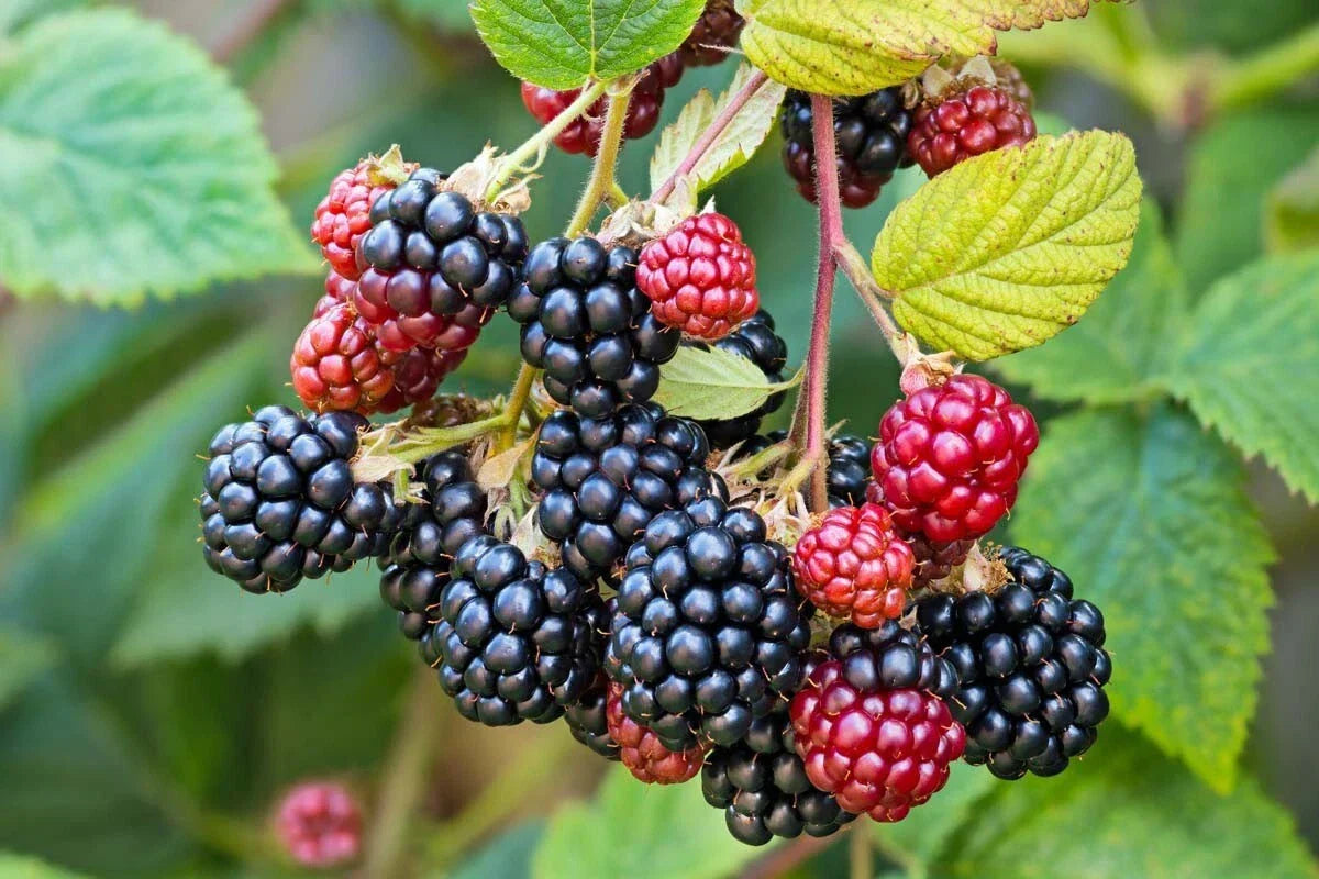 Southern Wild Blackberry Bush Live Starter Plants, Bare Root, Rubus trivialis, Juicy Blackberries, Fruit Berries, 3-Pack