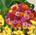 Zinnia Seed Mix 150+ Seeds California Giants - Colorful Garden Flowers, Zinnia elegans, Full Sun, Easy to Grow