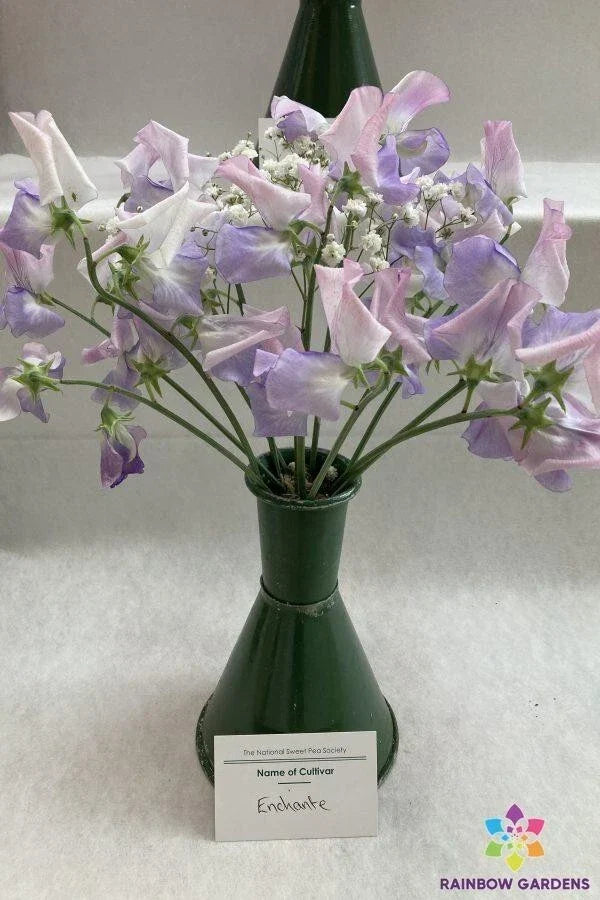 Sweet Pea Seeds - Enchante Variety, Climbing Plant, Fragrant Blooms, Lathyrus odoratus, Garden Seeds, 50+ Pack, USA