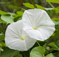 Moonflower Seeds - 25 Non-GMO White Fragrant Night Blooming Vine - Ipomoea alba, Climbing Vine for Garden, Trellis, Fence