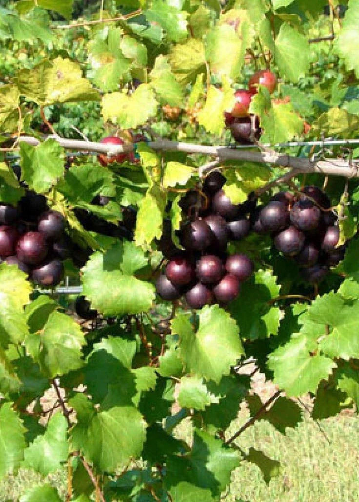 Muscadine Grape Climbing Vine 4'' Pot - Native Vitis rotundifolia with Bronze, Purple, Black Varieties for Garden Trellis